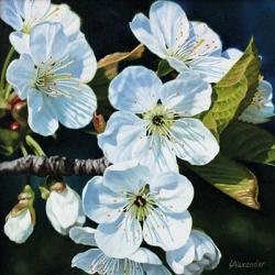 Cherry Blossom by Linda Alexander