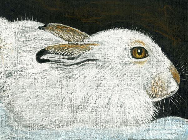 Mountain Hare by Linda Richardson